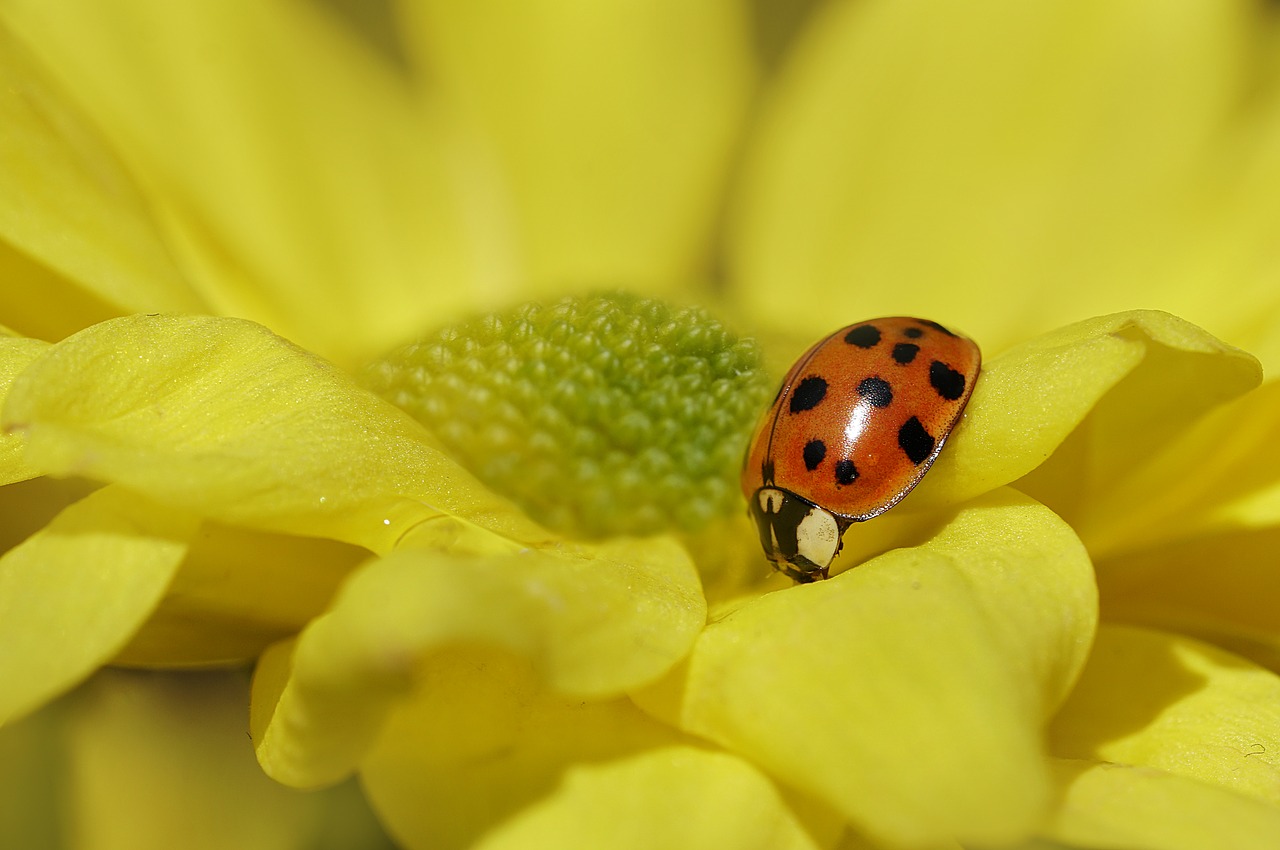 ladybug  yellow flowers  daisy free photo