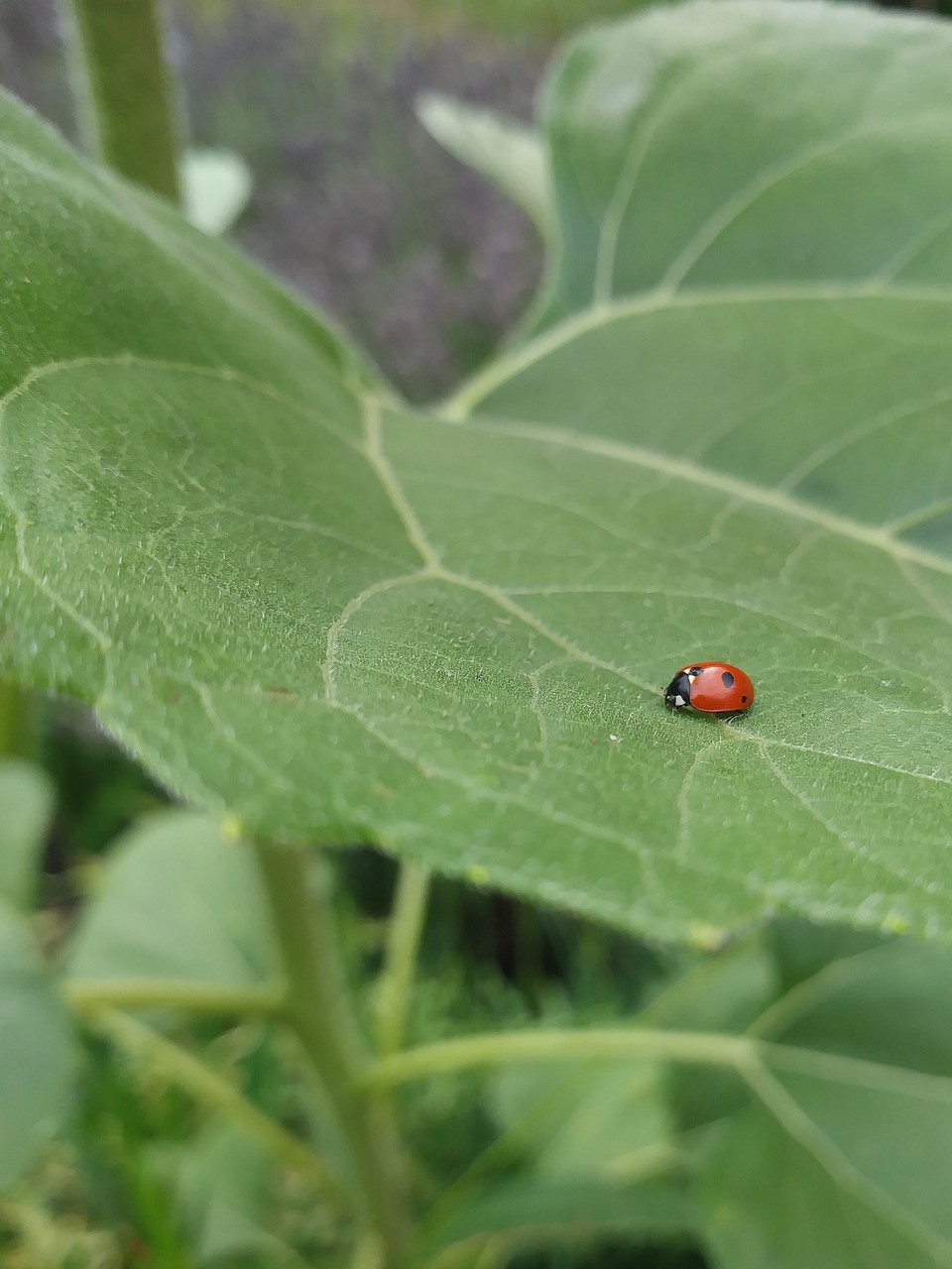 ladybug  leaf  beetle free photo