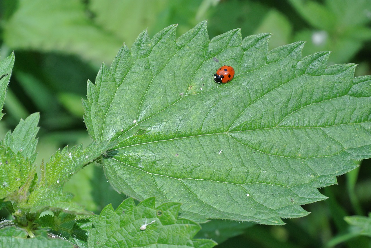 ladybug beetle insect free photo