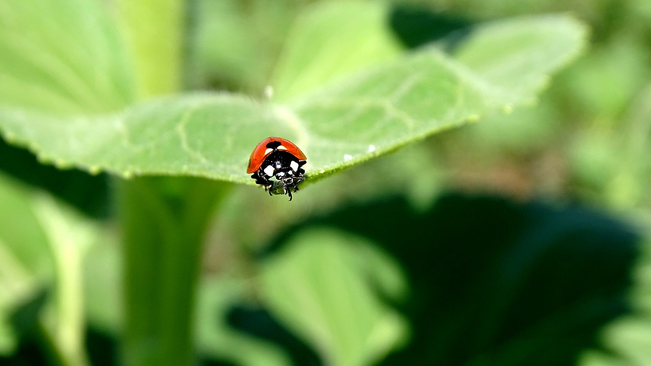 ladybug  insect  macro photography free photo