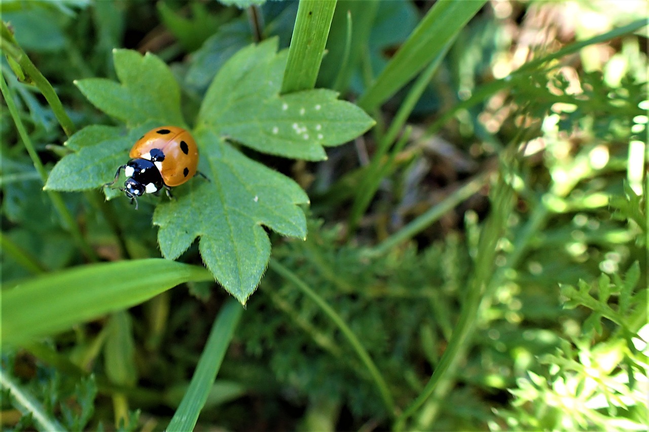 ladybug  green  leaf free photo