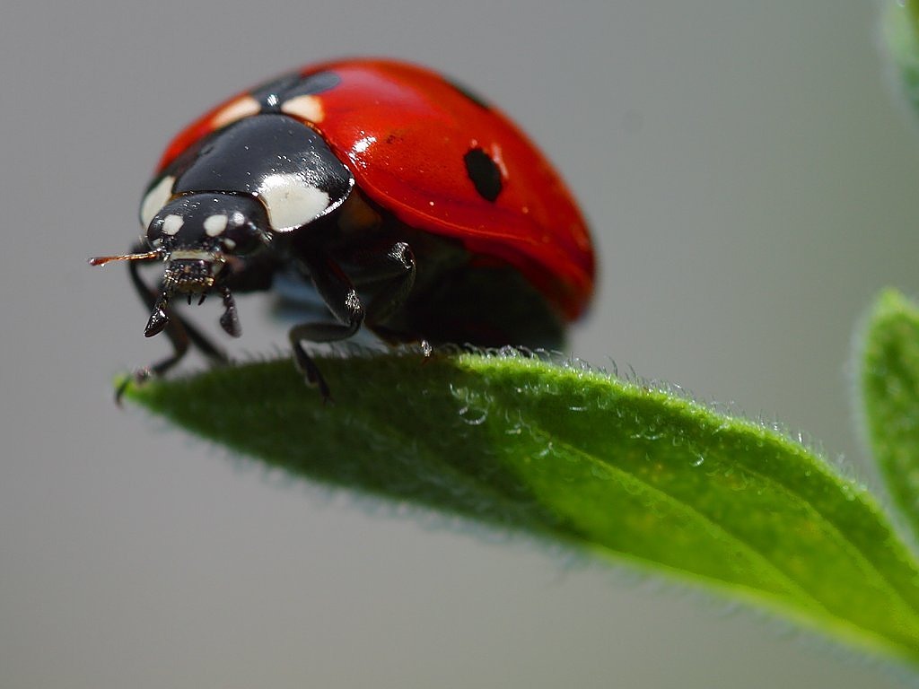 ladybug beetle red free photo