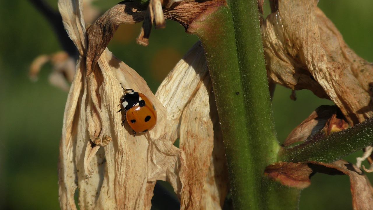 ladybug  close up  beetle free photo