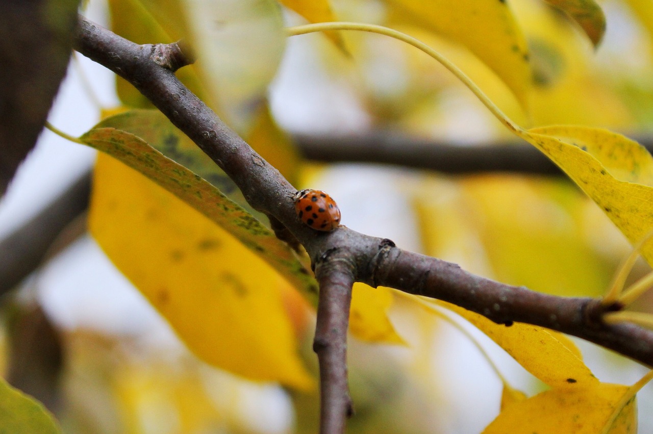 ladybug  insect  ladybird free photo