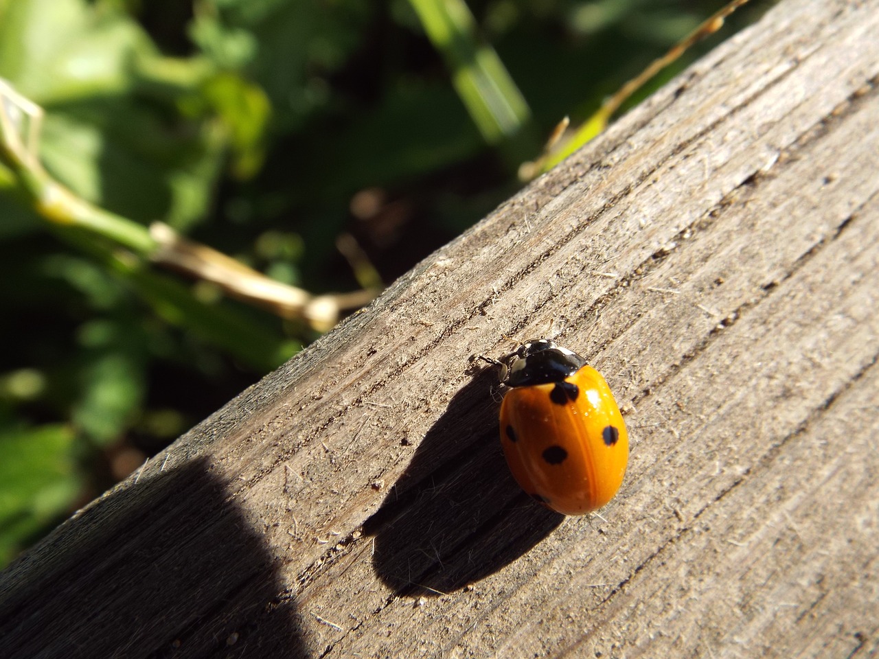 ladybug  beetle  macro free photo