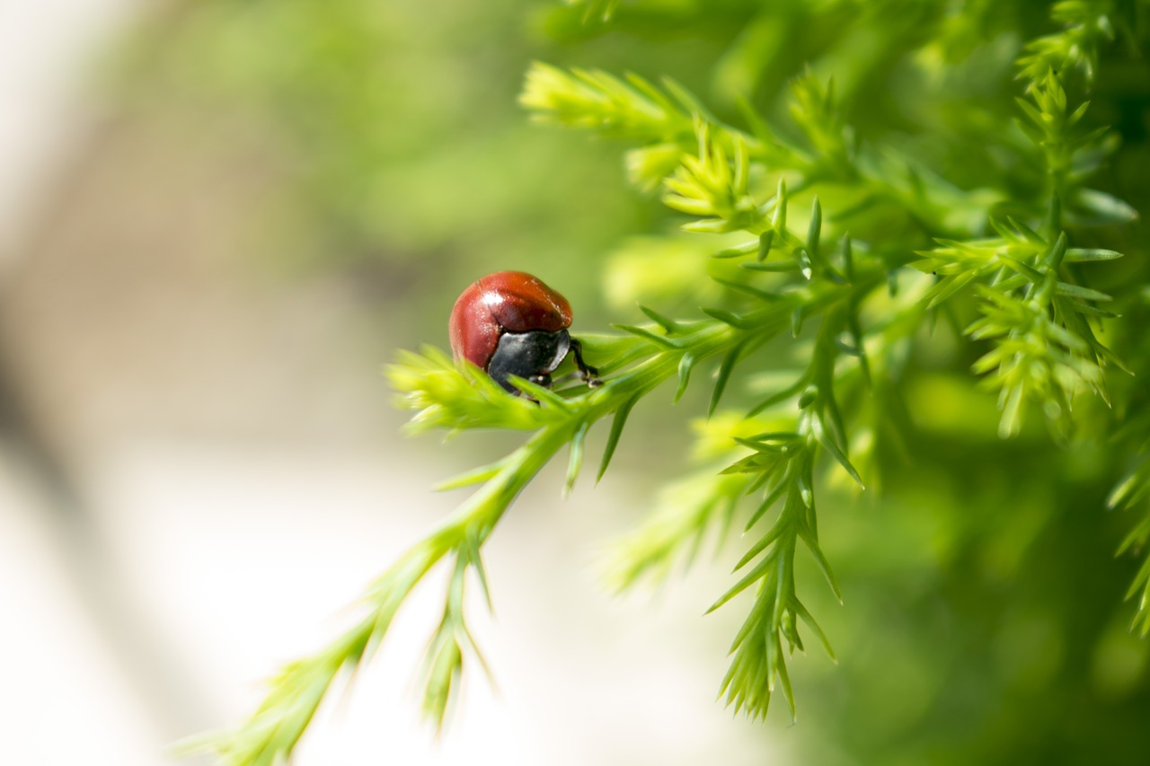 ladybug  insects  flower free photo