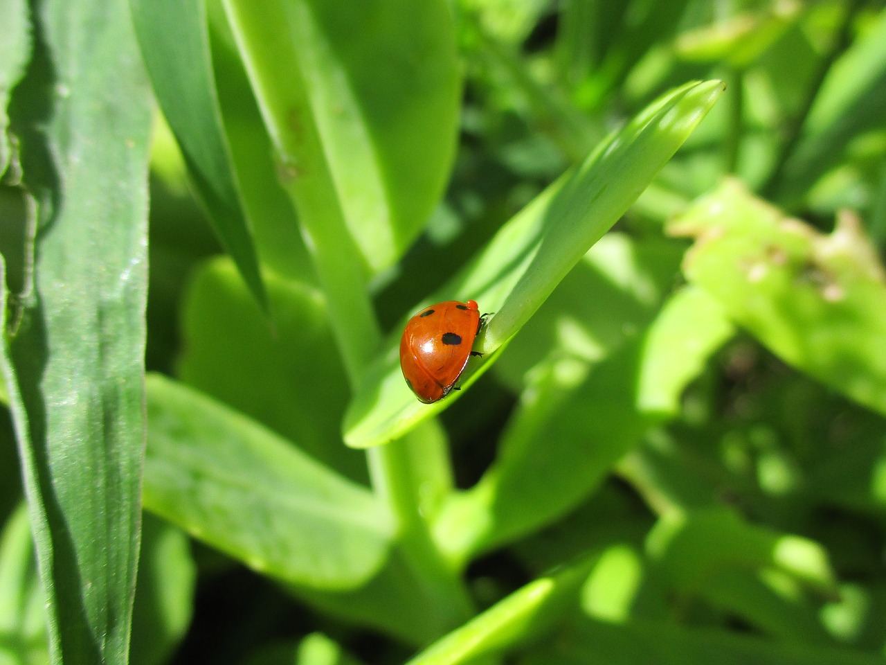 ladybug  nature  insect free photo