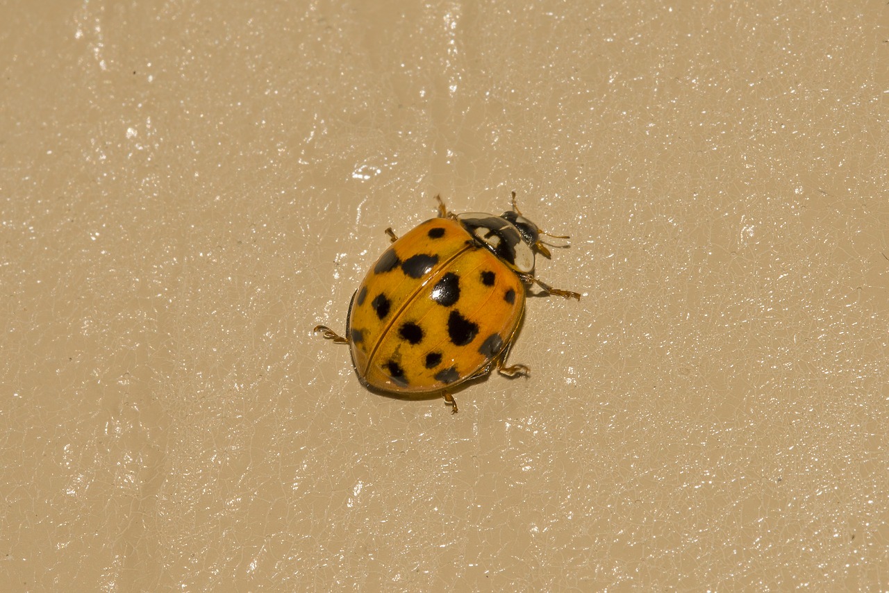 ladybug  beetle  insect free photo