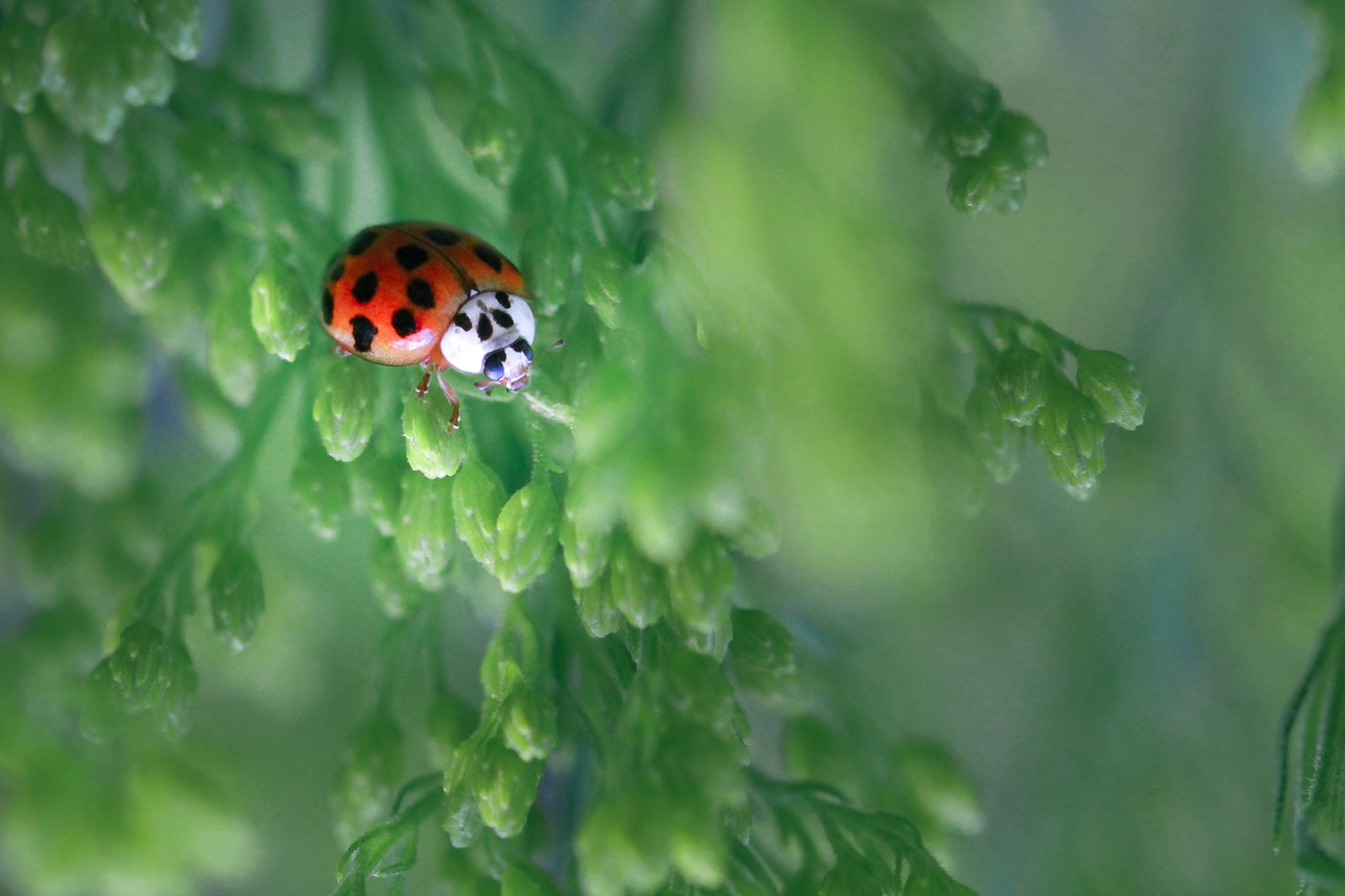 ladybug  green  red free photo