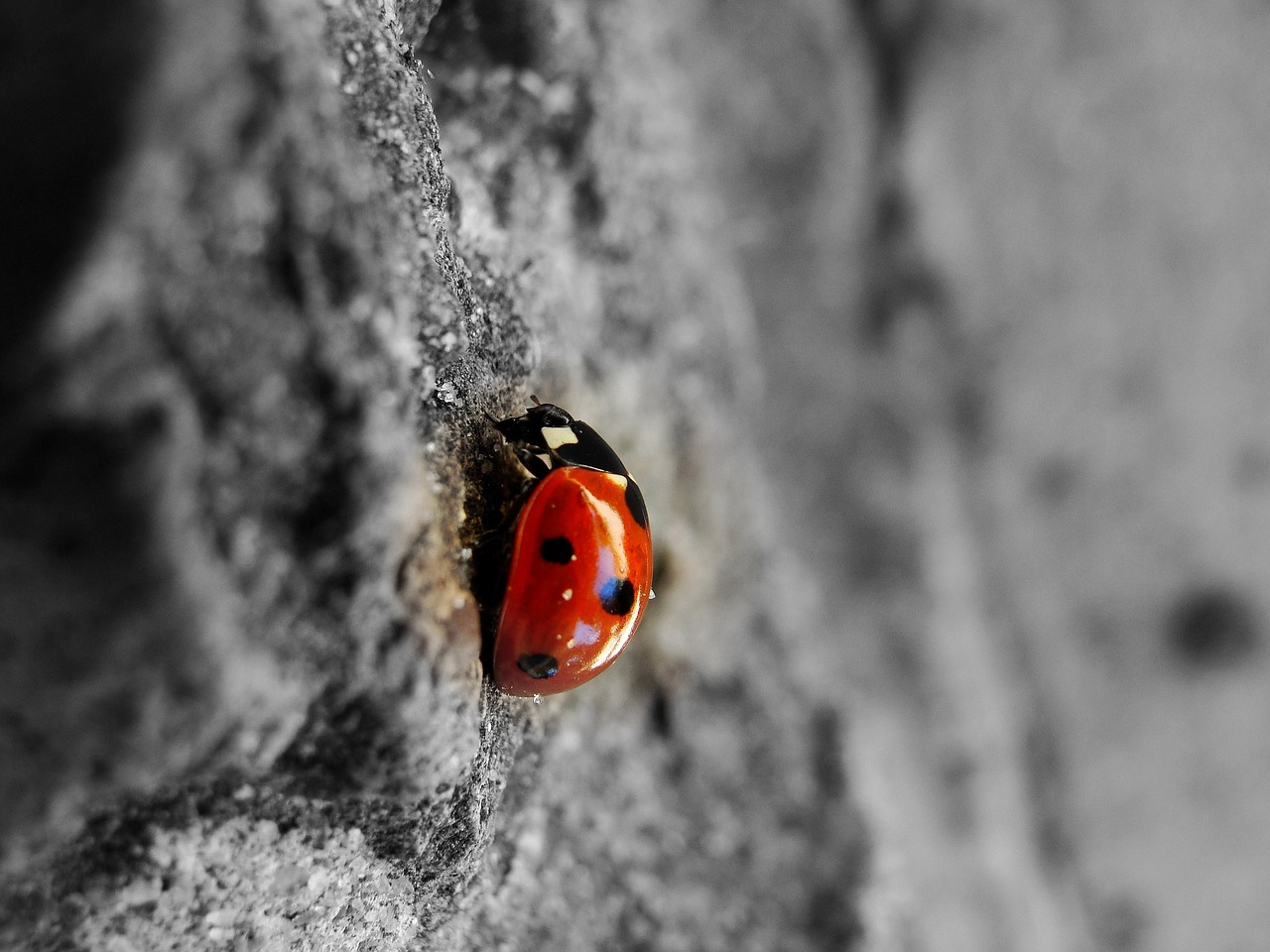 ladybug  beetle  insect free photo