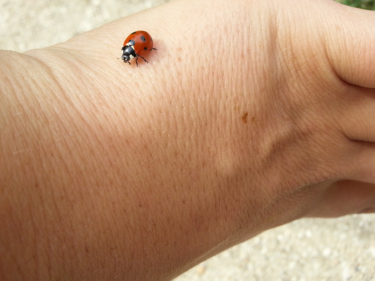 ladybug lucky charm luck free photo