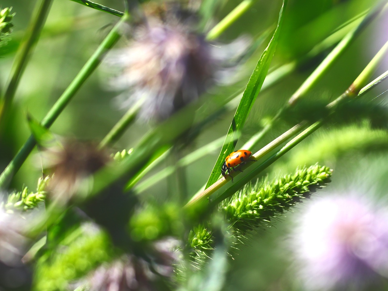 ladybug  insect  nature free photo