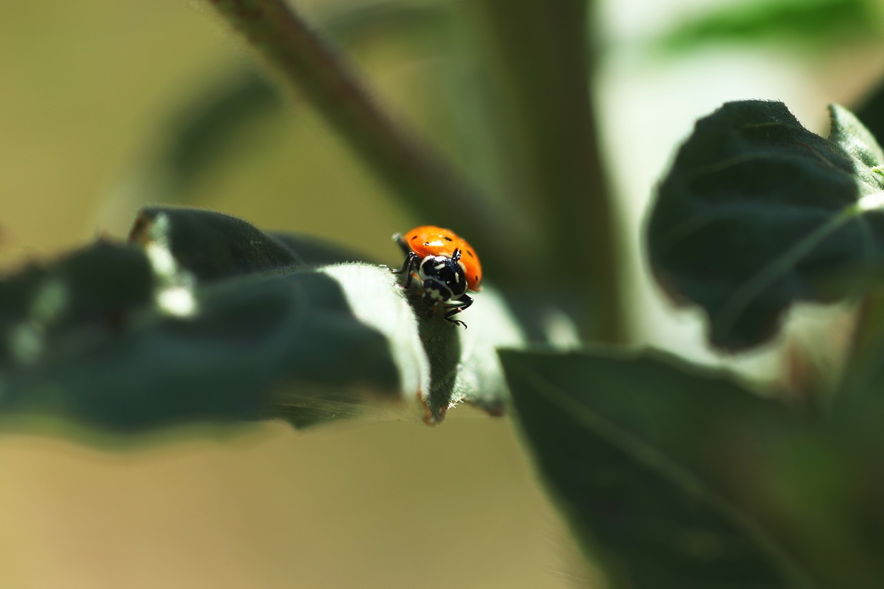 ladybug  insect  nature free photo