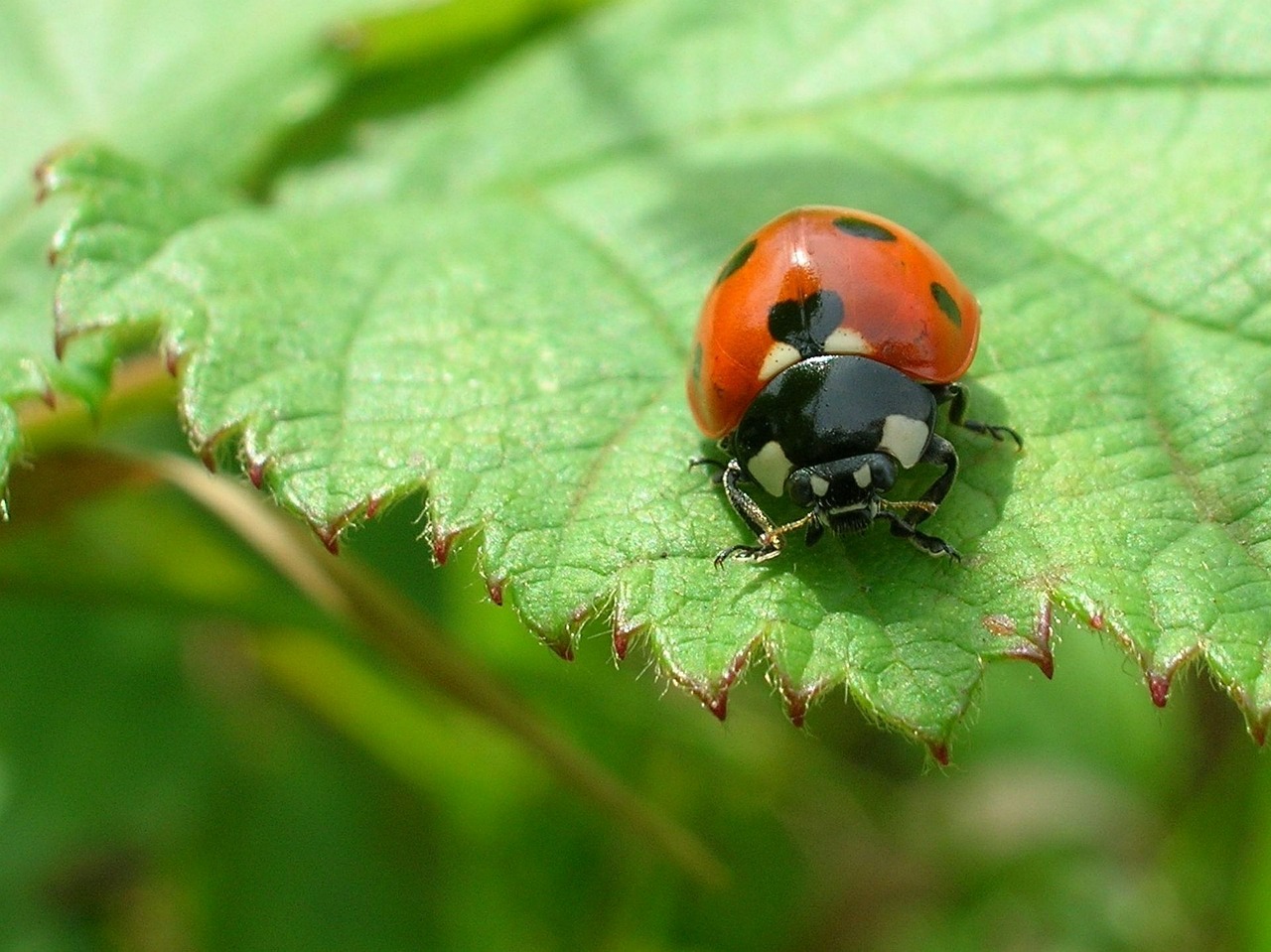 ladybug sheet ladybird free photo