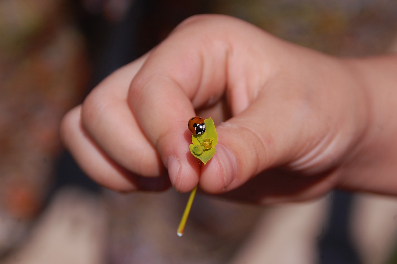 ladybug  insect  nature free photo