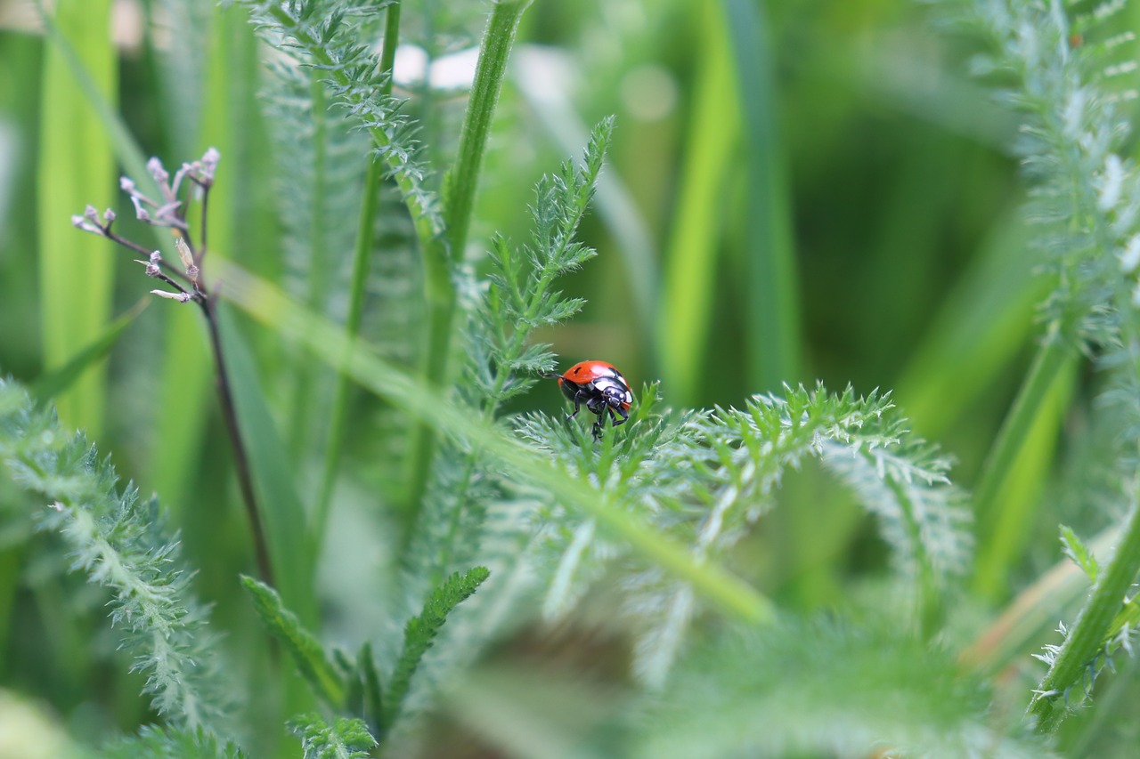 ladybug  meadow  insect free photo