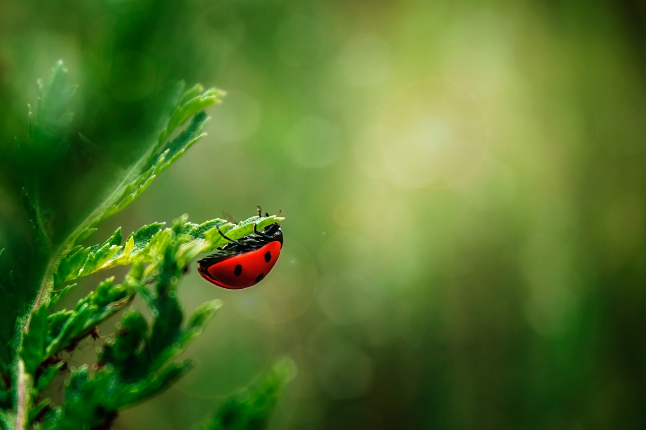 ladybug  insect  beetle free photo