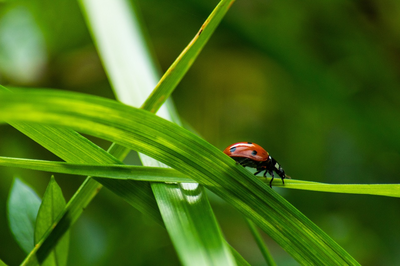 ladybug  grass  nature free photo