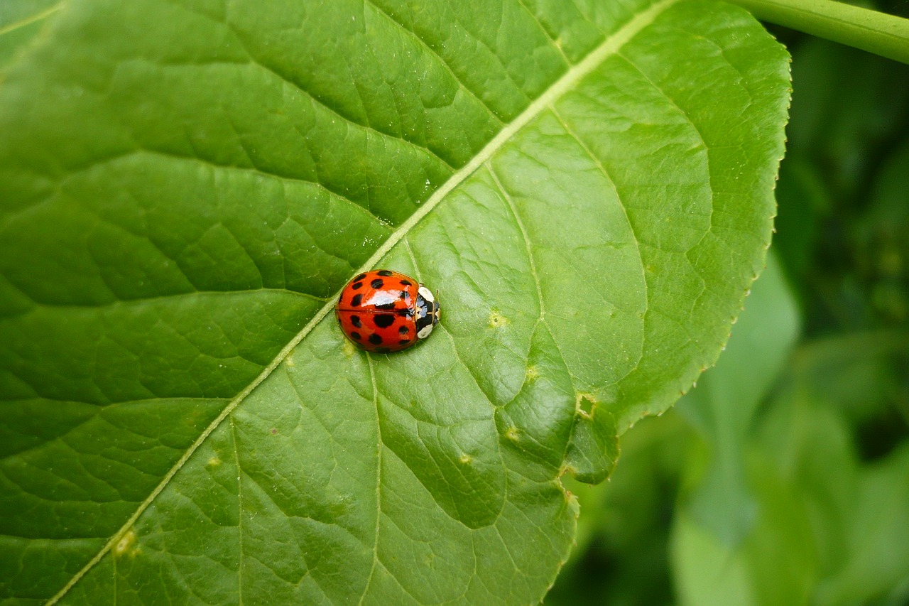 ladybug  red  green free photo