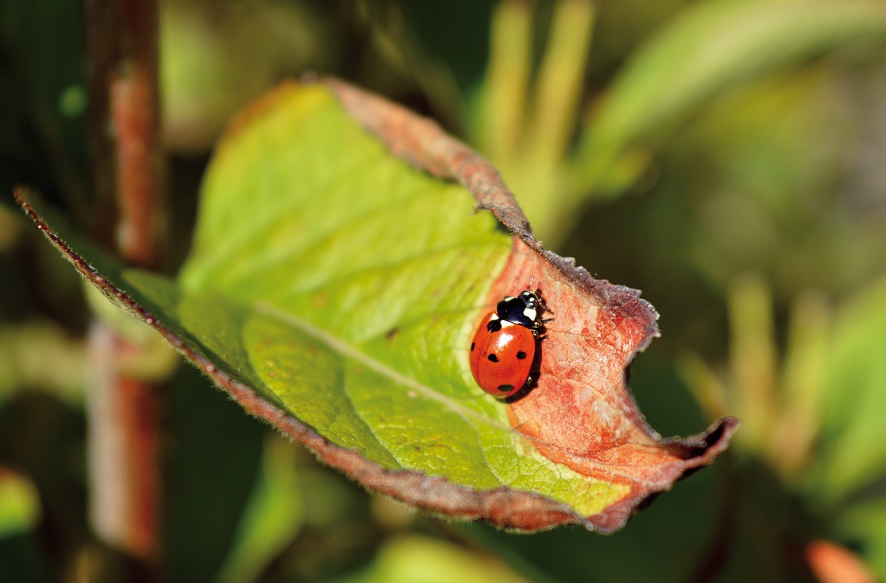 ladybug  leaf  autumn mood free photo