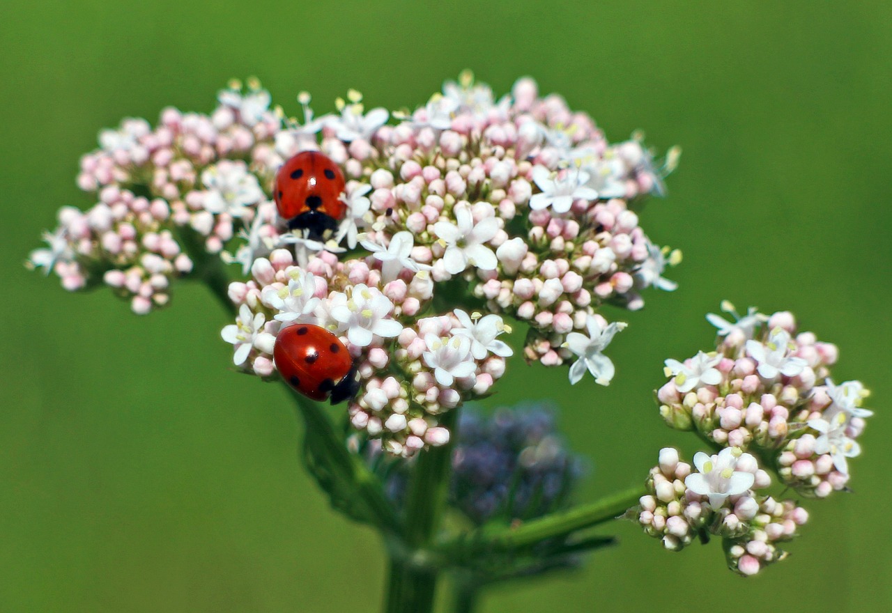 ladybug blossom bloom free photo