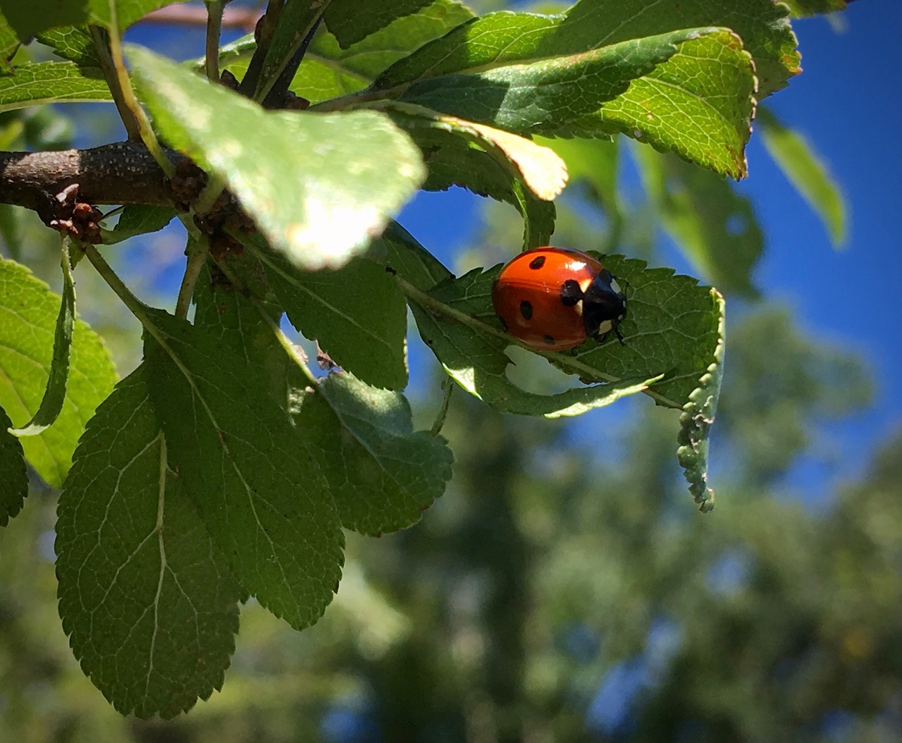 ladybug  beetle  summer free photo