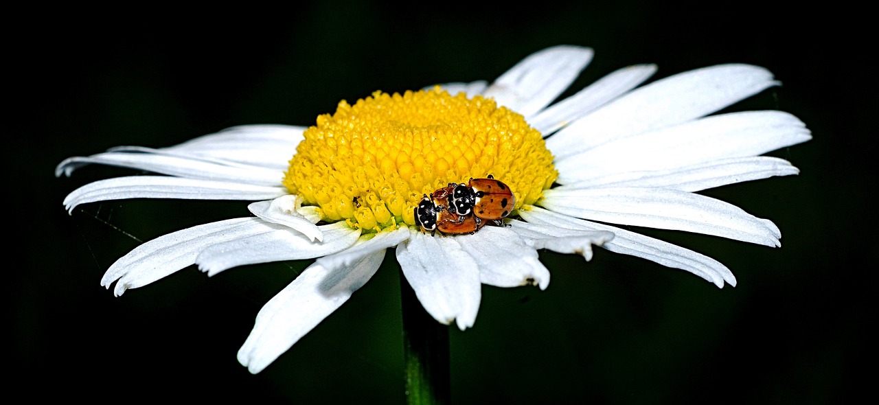 ladybug  marguerite  beetle free photo