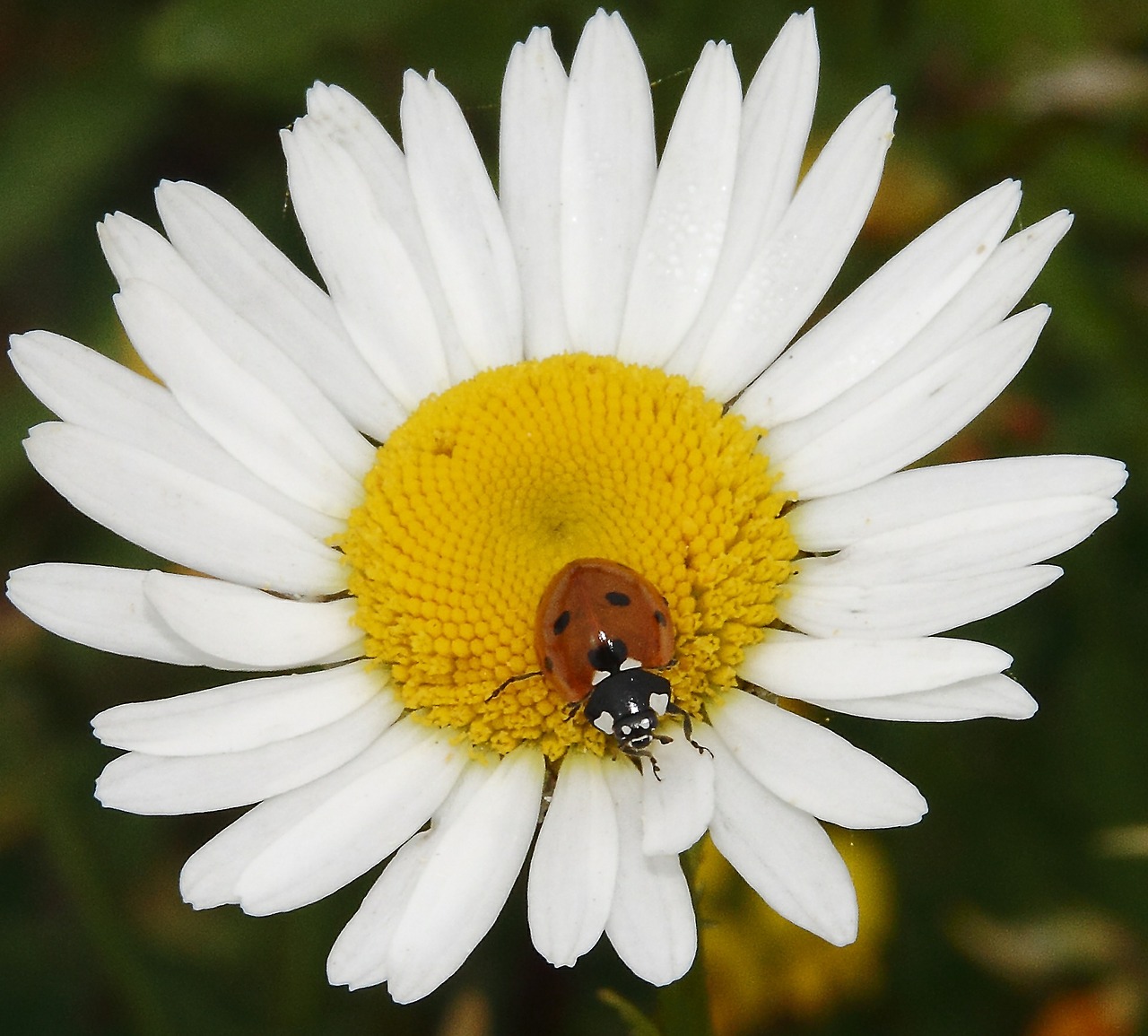ladybug daisy animal free photo