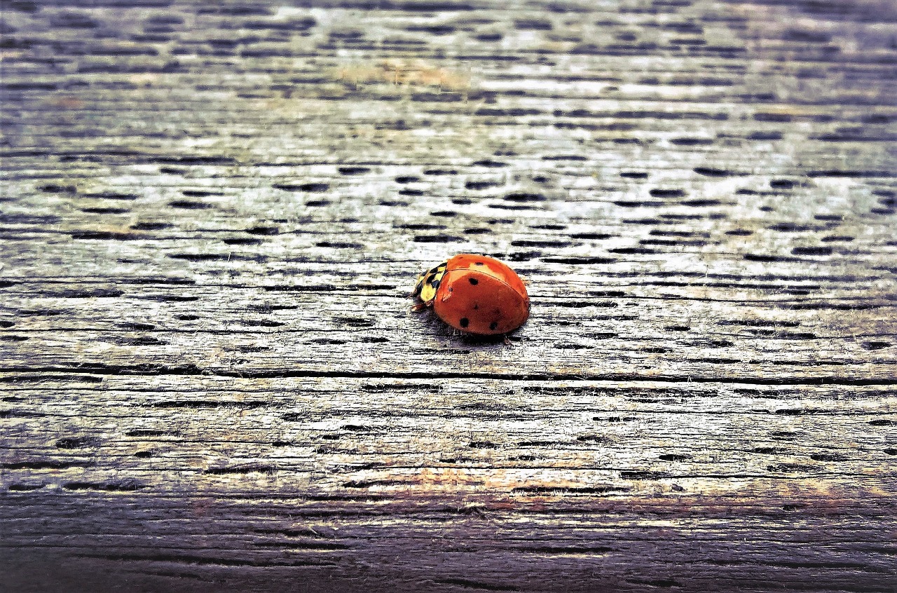 ladybug  insect  lucky charm free photo