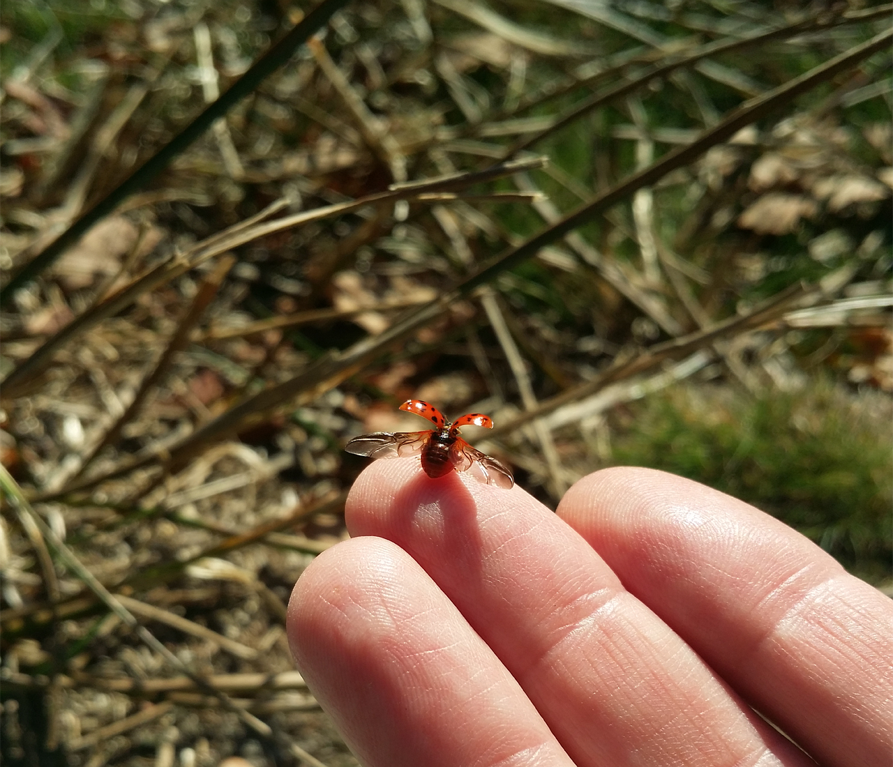 ladybug  nature  bug free photo