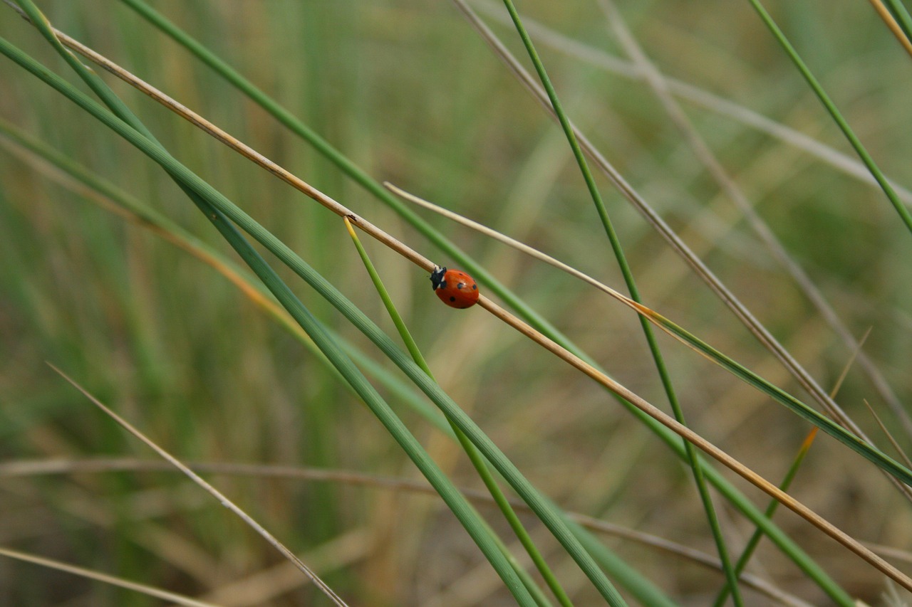 ladybug reed grass free photo