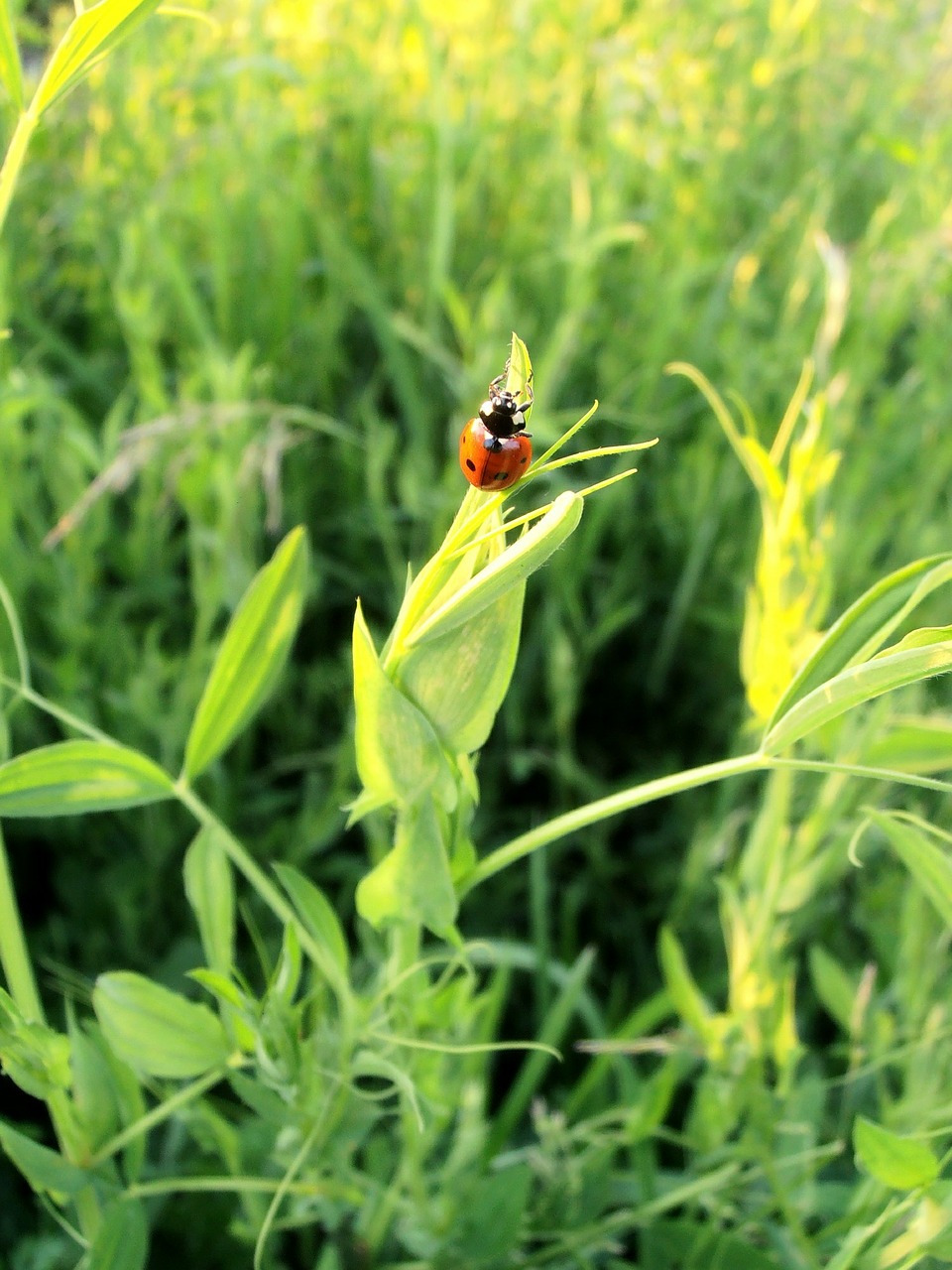 ladybug beetle tipster free photo