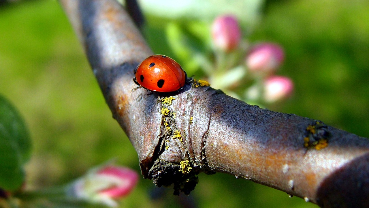 ladybug  nature  insect free photo