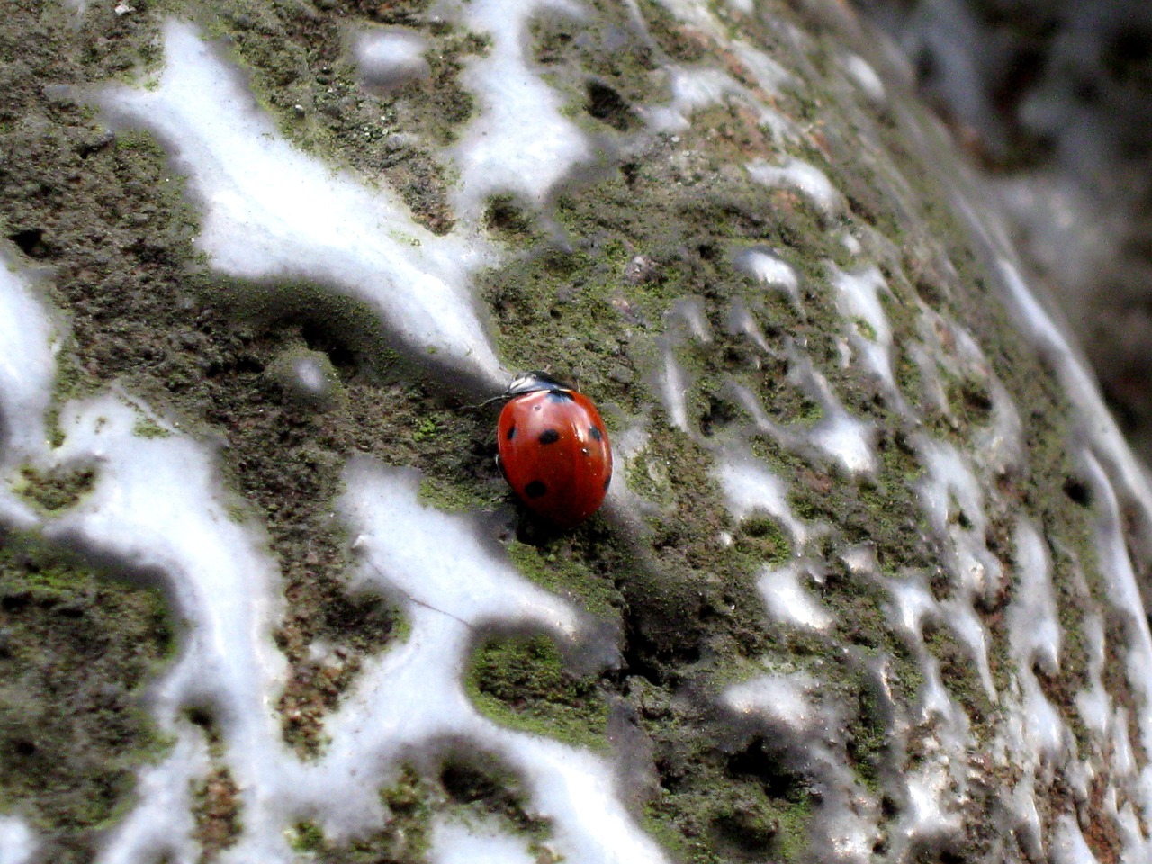 ladybug insect dots free photo