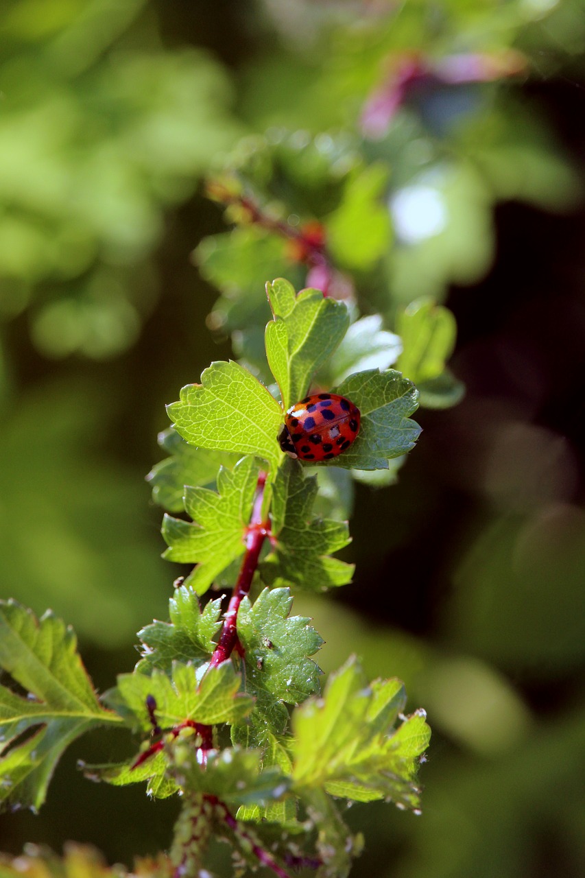 ladybug  animal  insect free photo