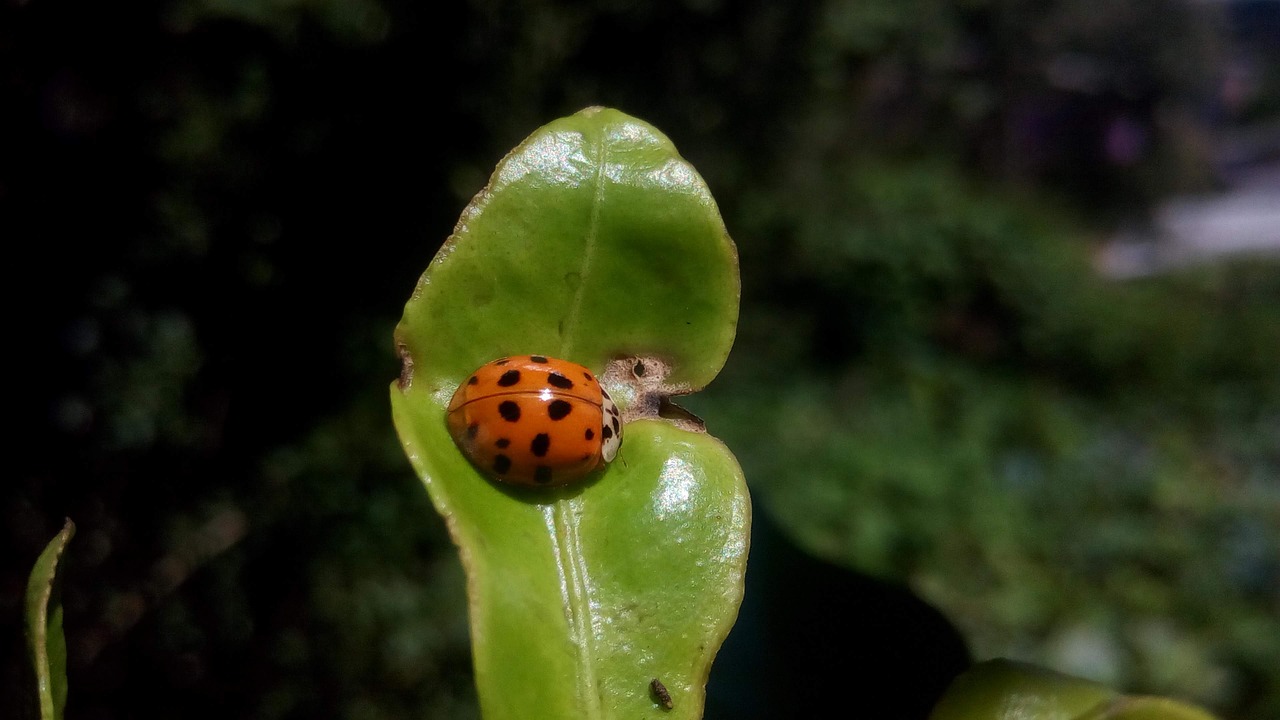 ladybug  beetle  nature free photo