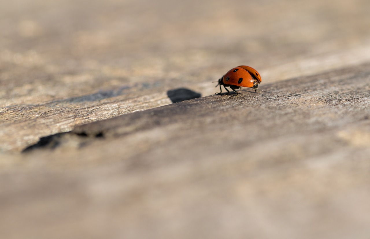 ladybug  spring  nature free photo