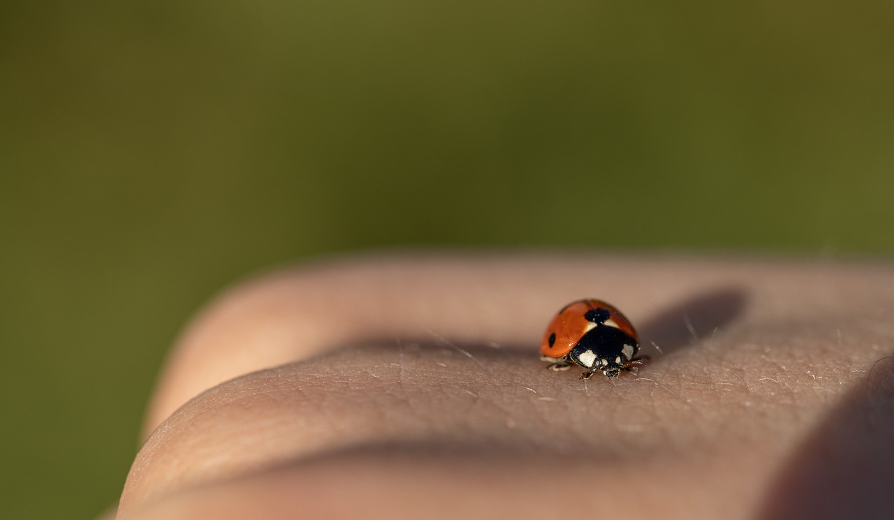 ladybug  spring  nature free photo