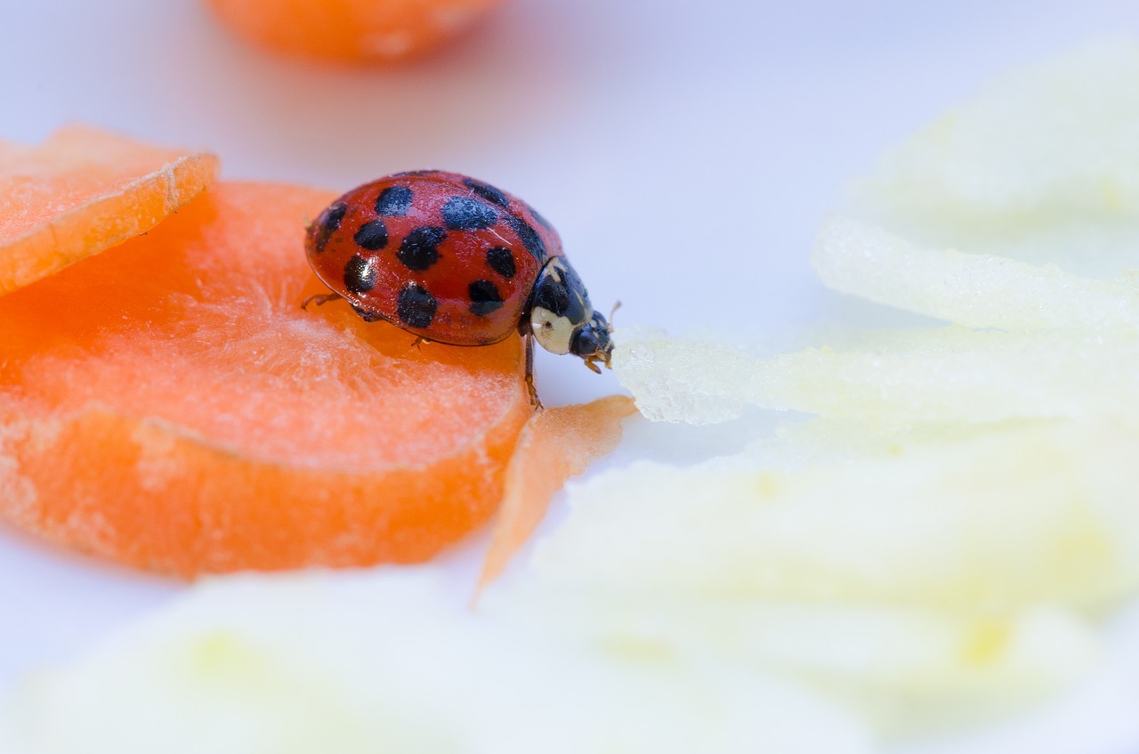 ladybug  close up  beetle free photo