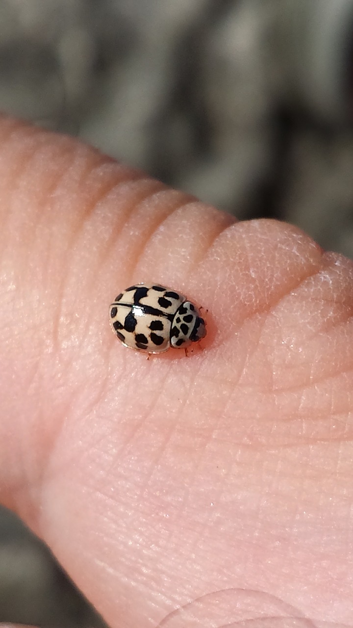 ladybug  nature  forest free photo