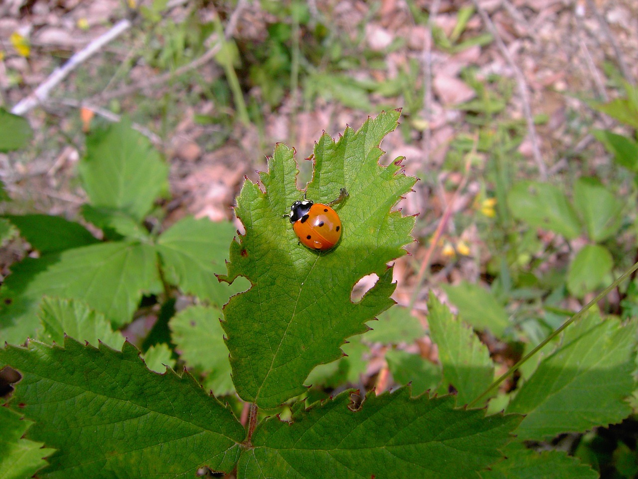 ladybug insects nature free photo