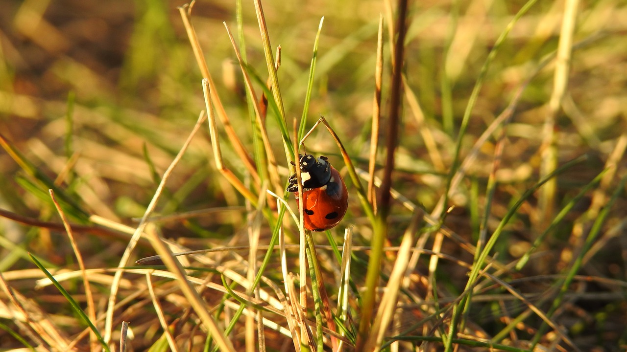 ladybug  nature  grass free photo