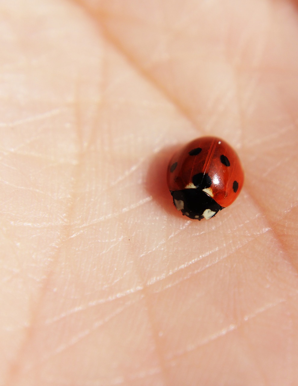 ladybug  hand  skin free photo