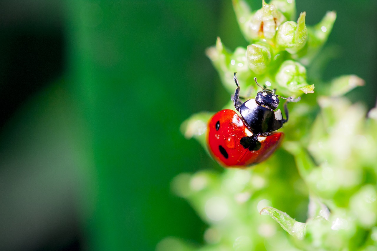 ladybug  spring  grass free photo