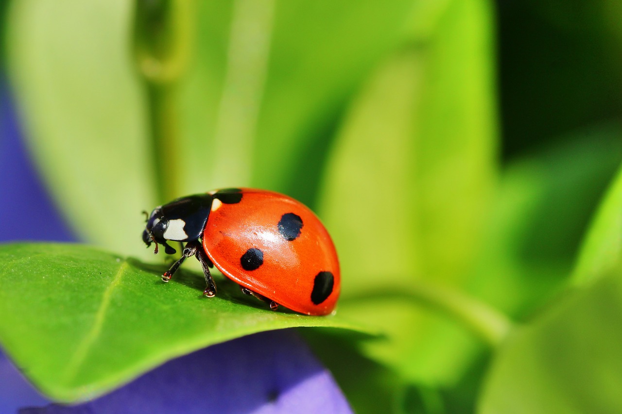 ladybug  macro  insect free photo