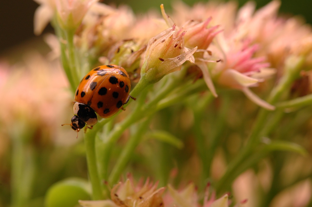 ladybug  insect  bloom free photo