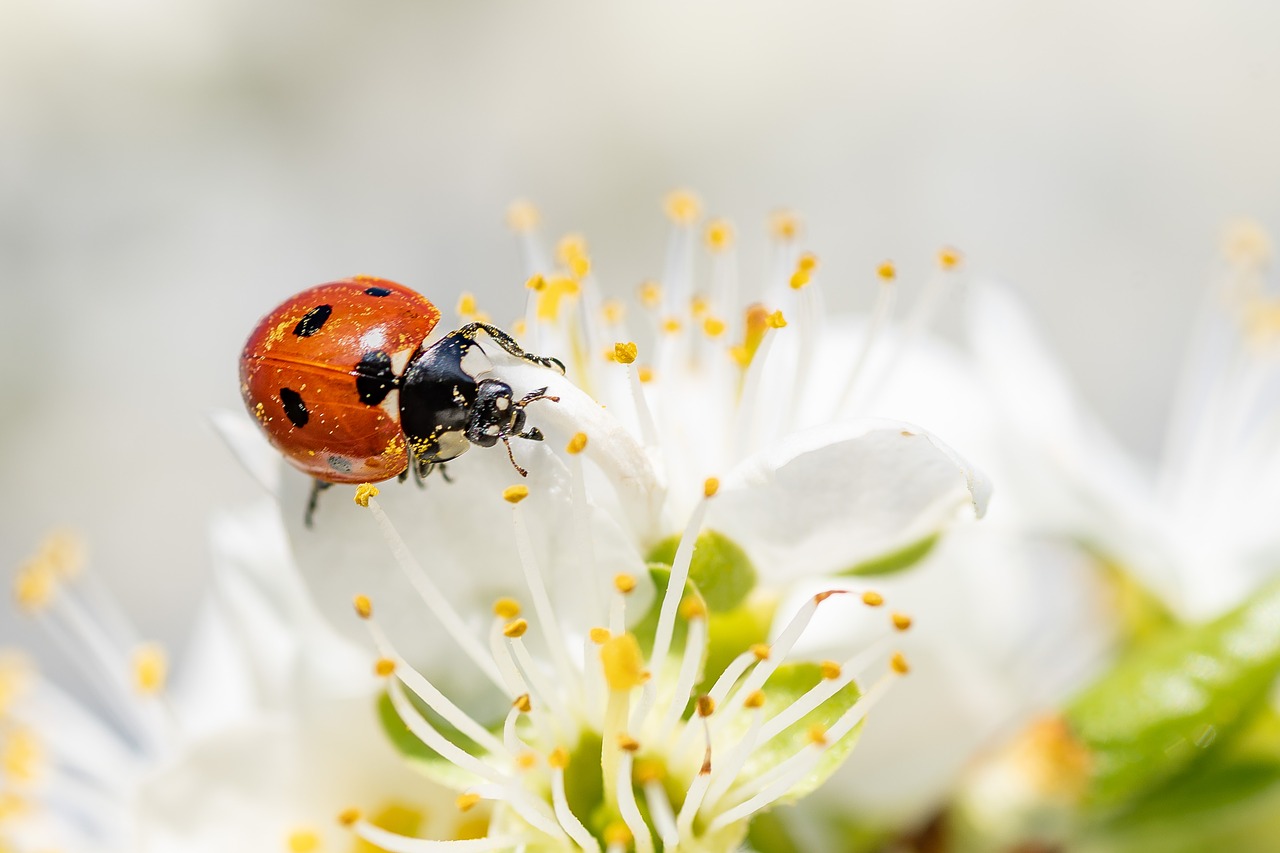 ladybug  insect  blossom free photo