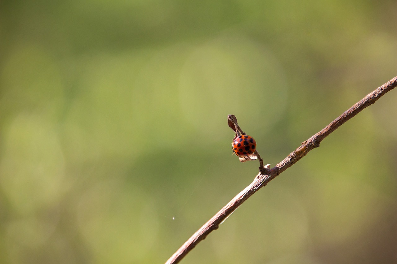 ladybug  bug  insect free photo
