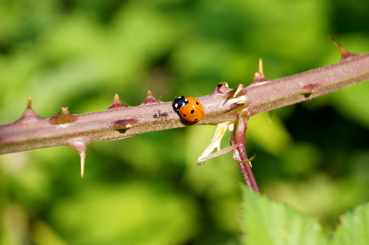 ladybug thorns green free photo