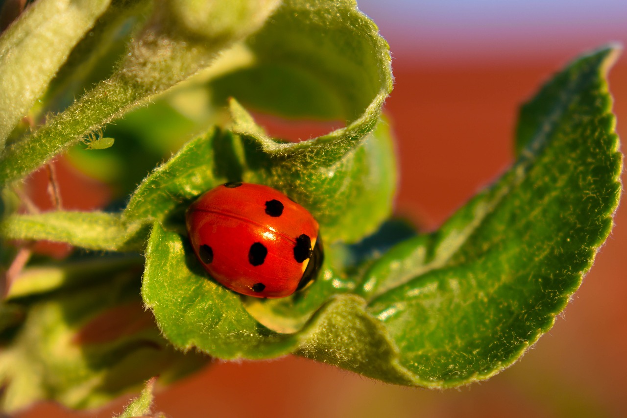 ladybug  aphid  macro free photo